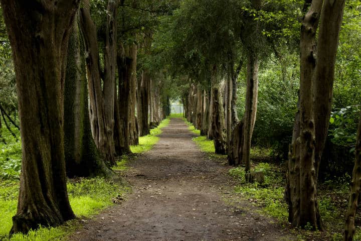Filial Coyoacán